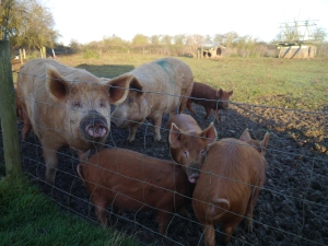 Cold winter morning pigs